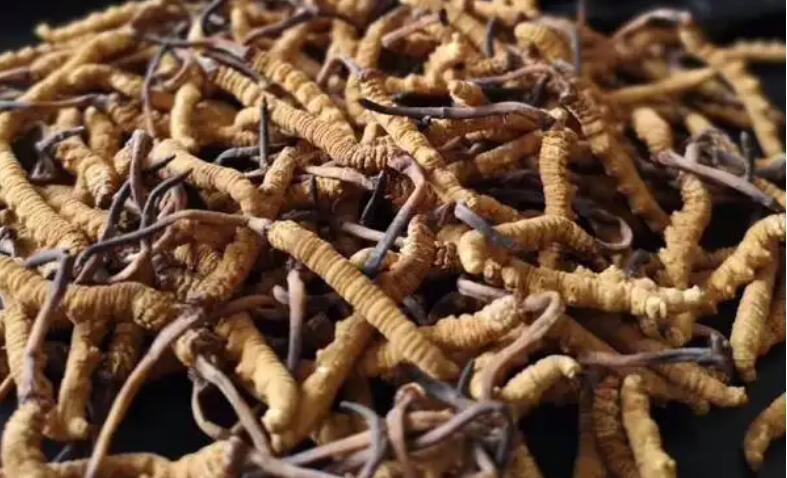 新鮮冬蟲夏草怎么保存，鮮草怎么吃？