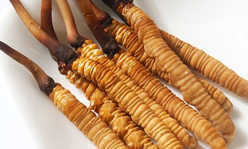 冬蟲夏草的吃法，冬蟲夏草的家常做法