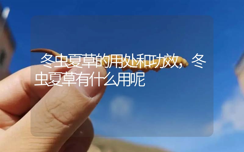 冬蟲夏草的用處和用法，冬蟲夏草有什么用呢