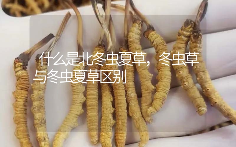 什么是北冬蟲夏草，北冬蟲草與冬蟲夏草區(qū)別