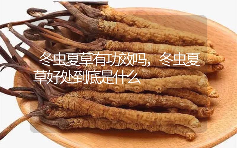 冬蟲(chóng)夏草到底有什么神奇作用?冬蟲(chóng)夏草好處到底有哪些？