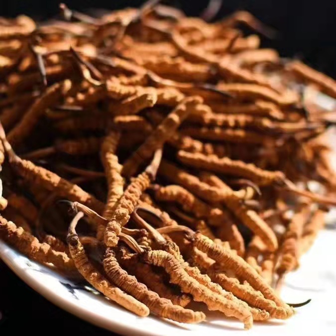 冬蟲夏草為什么這么貴呢？有便宜的能買嗎