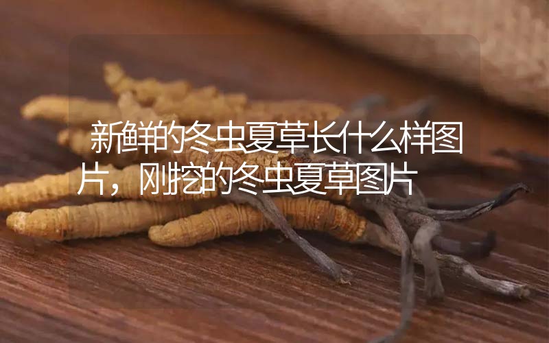 新鮮的冬蟲(chóng)夏草長(zhǎng)什么樣圖片，剛挖的冬蟲(chóng)夏草圖片