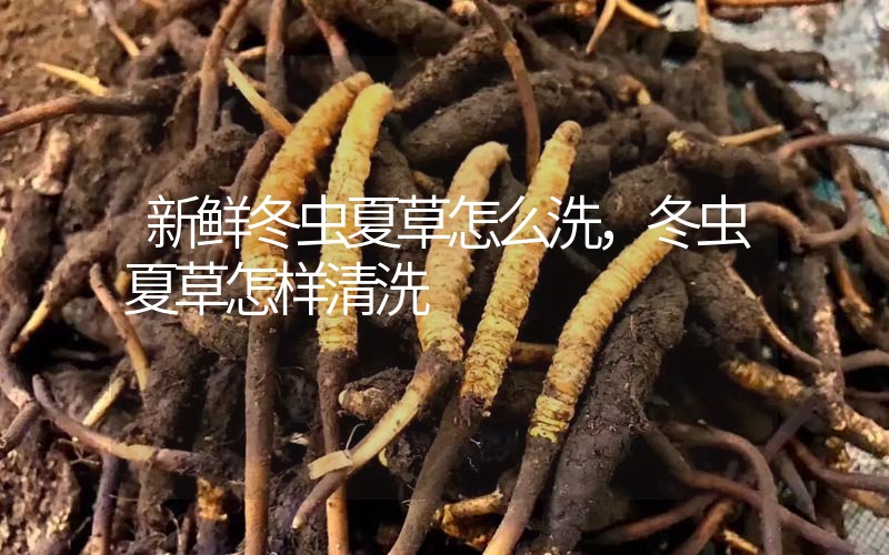 新鮮冬蟲夏草怎么洗，冬蟲夏草怎樣清洗