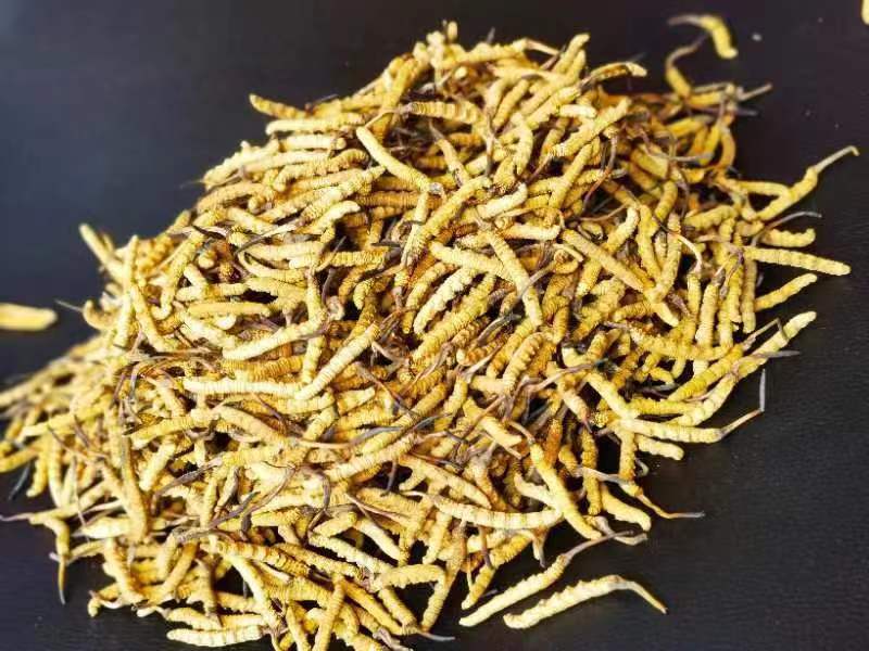 冬蟲夏草哪幾種食用方法比較好呢？推薦幾種參考