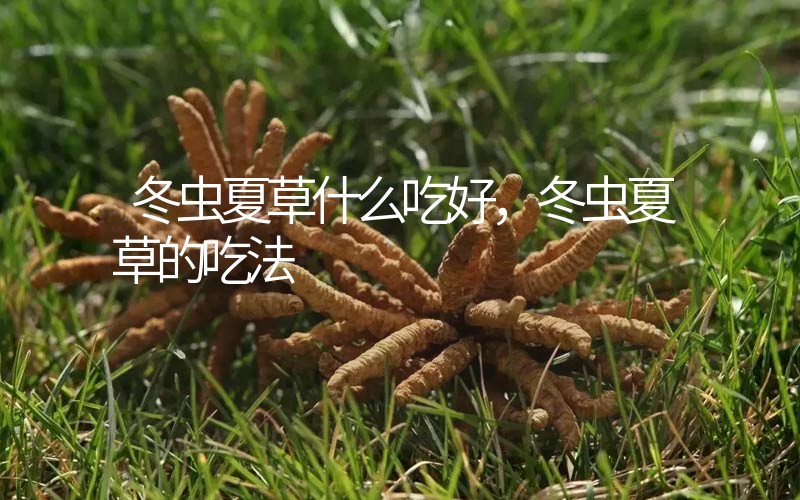 冬蟲(chóng)夏草什么吃好，冬蟲(chóng)夏草的吃法