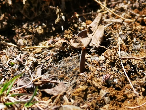 冬蟲夏草是蟲子還是草呢？它是如何生長的