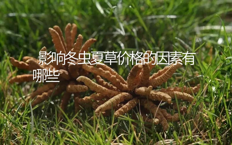 影響冬蟲夏草價(jià)格的因素有哪些？