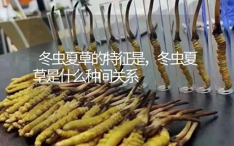 冬蟲夏草的特征是，冬蟲夏草是什么種間關系
