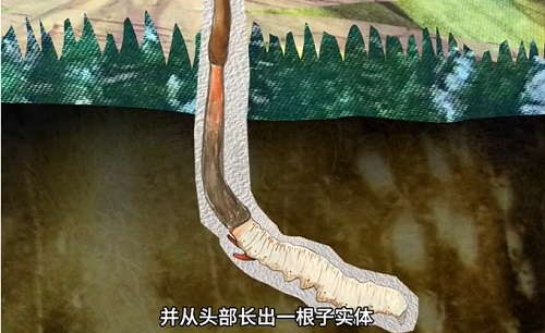 冬蟲夏草到底是蟲還是草？你猜到了嗎？