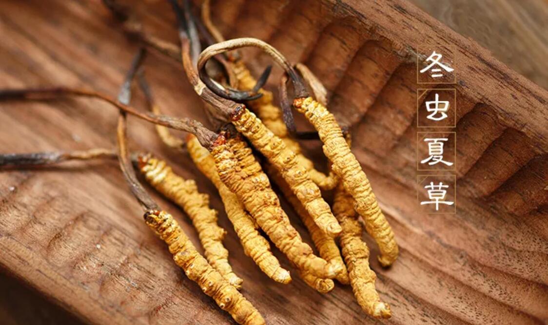 冬蟲夏草有什么藥用價(jià)值？冬蟲夏草作用與效果