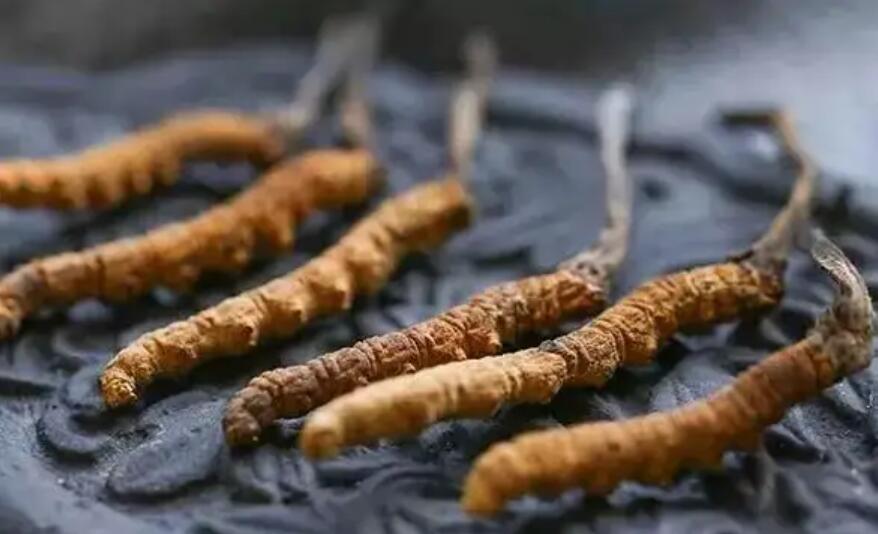 冬蟲夏草這么吃法，可以補(bǔ)腎活血，延緩衰老！