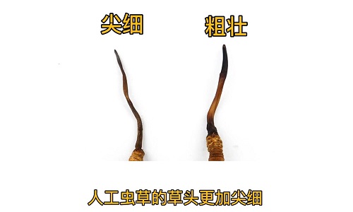 人工蟲草和野生蟲草如何分辨？人工冬蟲夏草怎么鑒別