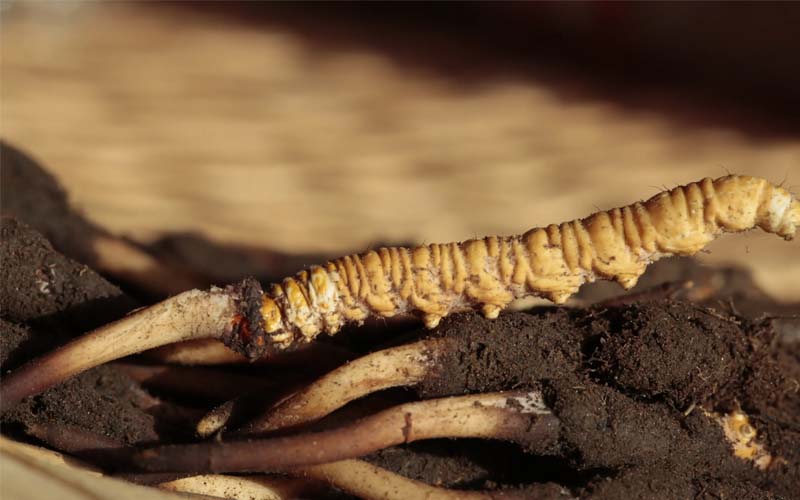 什么是人工冬蟲夏草？人工蟲草和野生蟲草的區(qū)別，如何分辨？