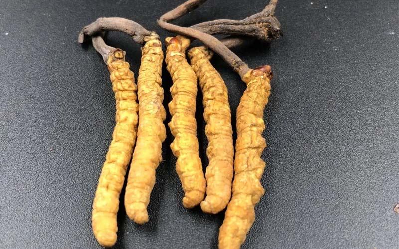 影響冬蟲(chóng)夏草的價(jià)格因素有哪些？