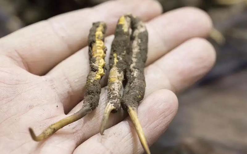 西藏那曲冬蟲夏草批發(fā)價格?那曲蟲草批發(fā)價多少錢一斤？