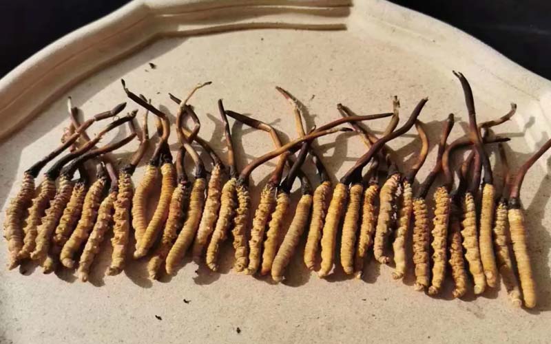 冬蟲夏草有什么作用(冬蟲夏草的作用都有哪些)