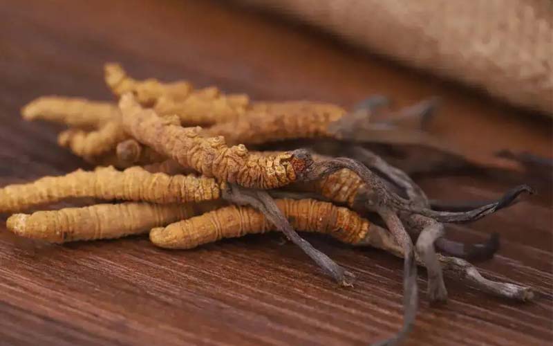 西藏的冬蟲(chóng)夏草作用如何？