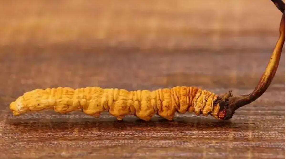 冬蟲夏草普洱茶效果好嗎？