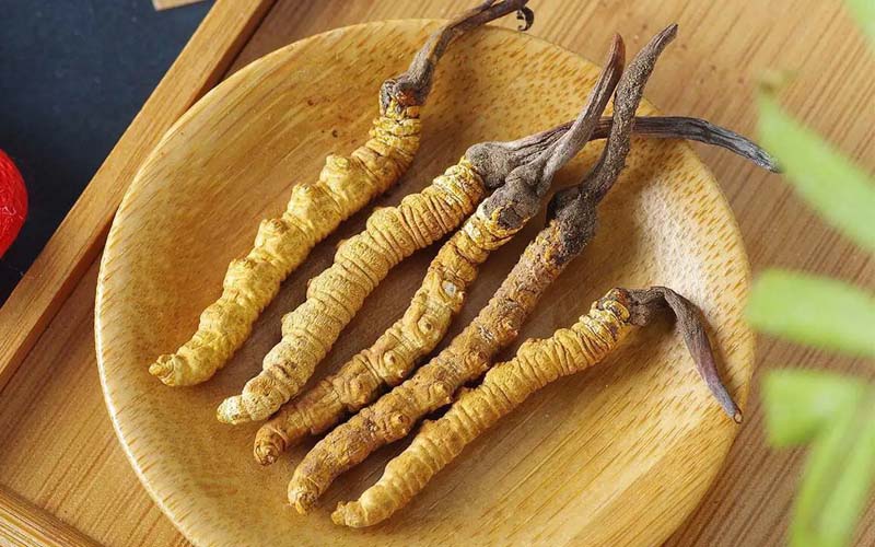 冬蟲夏草作用可以調(diào)節(jié)身體肝臟功能嗎？