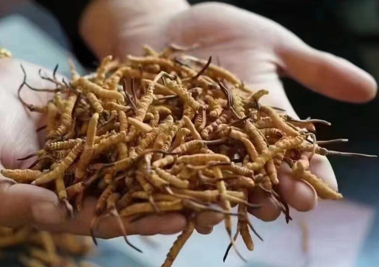 冬蟲夏草成分有哪些?新鮮冬蟲夏草哪里好？