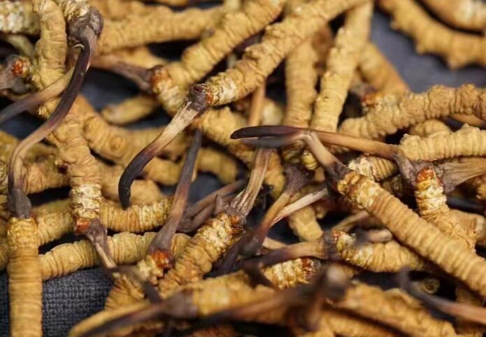 蟲草和冬蟲夏草區(qū)別，冬蟲夏草跟涼山蟲草的區(qū)別