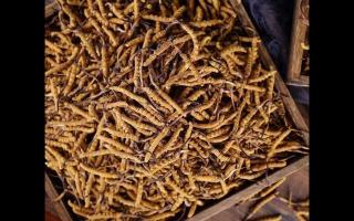 西藏那曲冬蟲夏草多少錢一克？