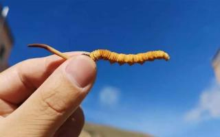 食用冬蟲夏草有哪些禁忌？