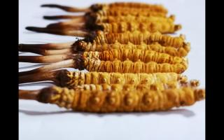 冬蟲夏草粉和冬蟲夏草含片的區(qū)別？