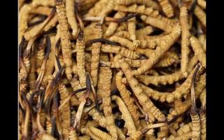 影響新鮮冬蟲(chóng)夏草品質(zhì)的因素有哪些？