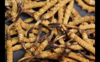 新鮮的冬蟲(chóng)夏草怎么保存不會(huì)變質(zhì)？