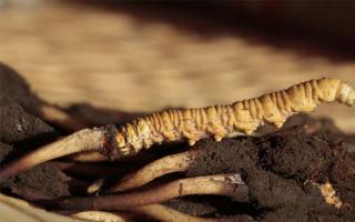 什么才叫劣質(zhì)的冬蟲(chóng)夏草