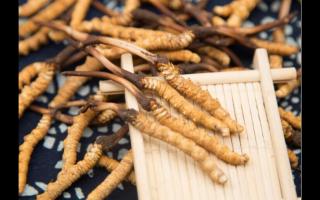 冬蟲夏草發(fā)霉怎么處理？