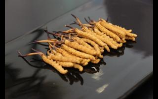 消費者對冬蟲夏草有哪些誤區(qū)？