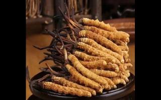 如何保留新鮮冬蟲夏草的營(yíng)養(yǎng)成分？