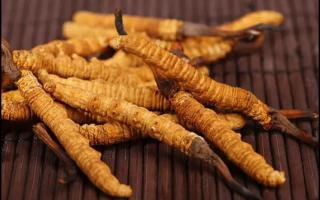 挑選好的冬蟲夏草產(chǎn)品，需要注意哪些問(wèn)題？