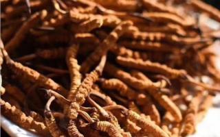 了解冬蟲夏草：起源、生長環(huán)境與特點！