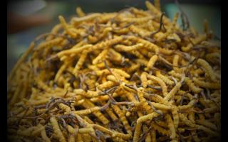 如何正確保存與使用冬蟲(chóng)夏草產(chǎn)品？