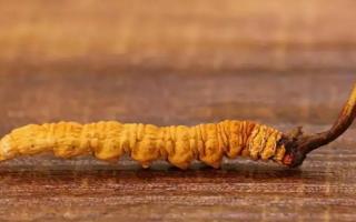 決定冬蟲夏草個體大小的因素！