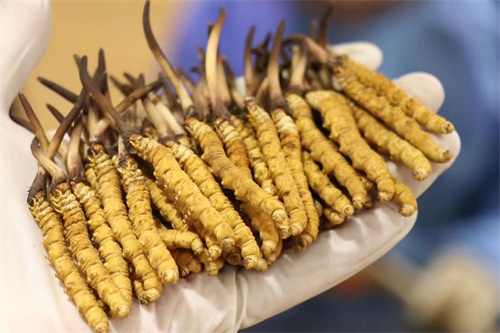 冬蟲(chóng)夏草和番木瓜搭配的吃法
