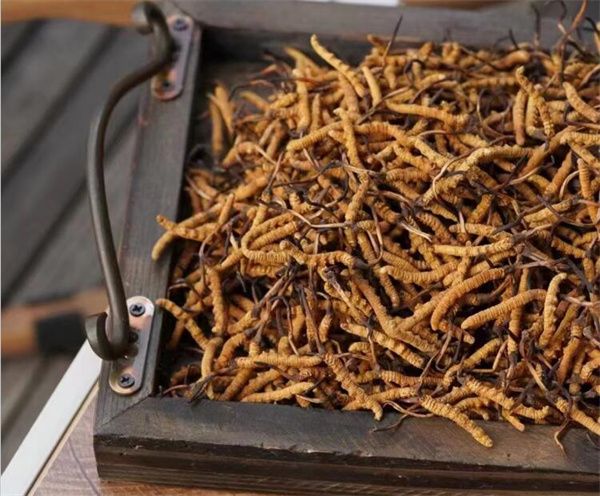 野生冬蟲夏草怎么買？購買野生冬蟲夏草注意事項(xiàng)