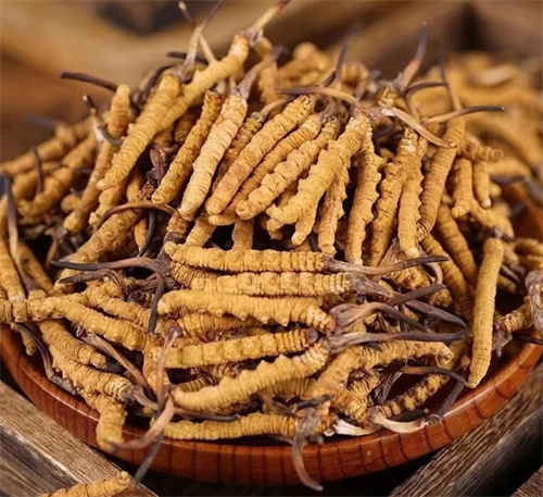 冬蟲夏草一斤多少錢？購買冬蟲夏草時(shí)需要考慮的5個(gè)因素