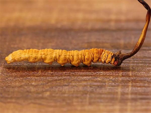 冬蟲夏草一克多少錢 一克冬蟲夏草2023價格表