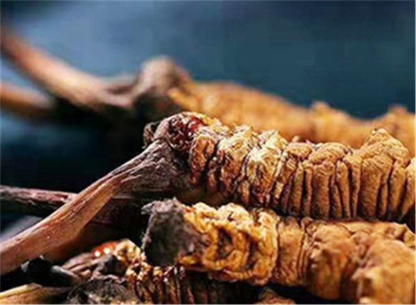 冬蟲夏草什么時(shí)候吃最好？吃冬蟲夏草最好的3個時(shí)間點(diǎn)