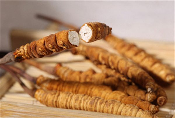 冬蟲(chóng)夏草怎么食用？冬蟲(chóng)夏草的食用指南