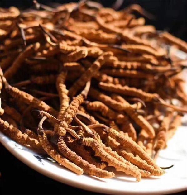 冬蟲夏草和什么一起吃效果好？冬蟲夏草的4種搭配食材