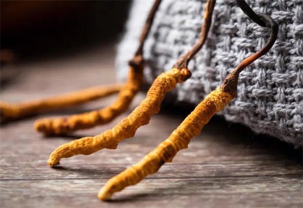 冬蟲(chóng)夏草什么價(jià)格？冬蟲(chóng)夏草2024價(jià)格表