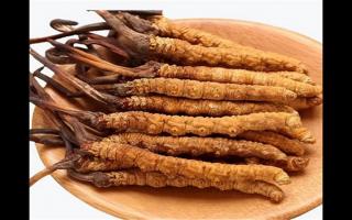 冬蟲夏草和蛹蟲草有哪些地方不一樣？冬蟲夏草和蛹蟲草6個方面的區(qū)別