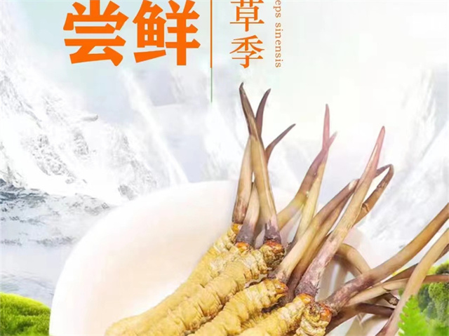 冬蟲夏草可以嫁接嗎？冬蟲夏草的形成過程極為特殊和復雜