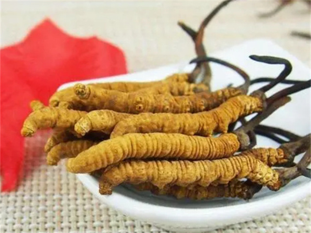 冬蟲(chóng)夏草怎么食用？冬蟲(chóng)夏草的4種食用方法